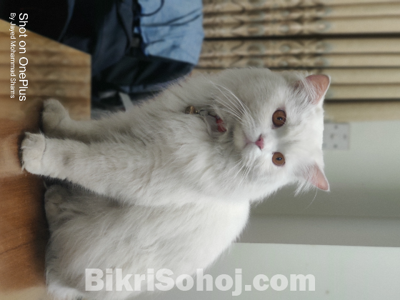 ADULT PURE PERSIAN MALE CAT FOR SELL